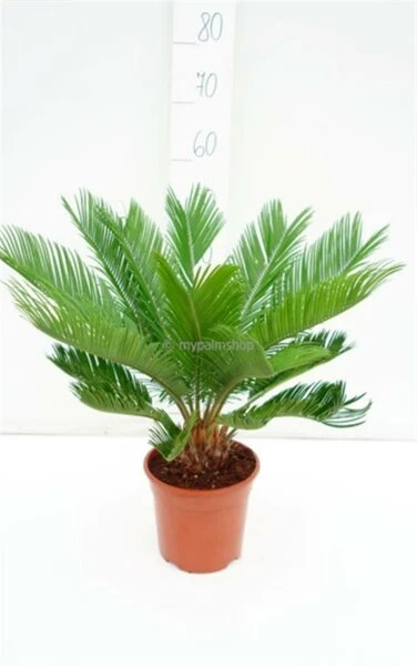 Cycas Revoluta - Totale Hoogte 70-90 Cm - Pot Ø 19 Cm 1 Cycas Revoluta - Totale Hoogte 70-90 Cm - Pot Ø 19 Cm