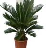Cycas Revoluta - Stam 8+ Cm - Totale Hoogte 50-70 Cm - Pot Ø 20 Cm