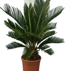 Cycas Revoluta - Stam 8+ Cm - Totale Hoogte 50-70 Cm - Pot Ø 20 Cm