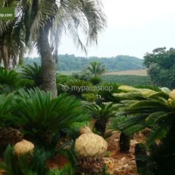 Cycas Revoluta - Stam 8+ Cm - Totale Hoogte 50-70 Cm - Pot Ø 20 Cm -Goedkope Hof Rustig Winkel 1991742240