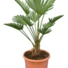 Trachycarpus Wagnerianus Frosty - Totale Hoogte 50-70 Cm - Pot Ø 23 Cm