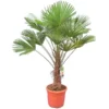 Trachycarpus Wagnerianus - Stam 70-80 Cm - Totale Hoogte 170-190 Cm [pallet]