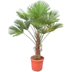 Trachycarpus Wagnerianus - Stam 70-80 Cm - Totale Hoogte 170-190 Cm [pallet]