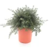 Westringia Fruticosa - Pot Ø 26 Cm