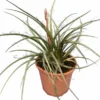 Hesperaloe Parviflora - Totale Hoogte 50-70 Cm - Pot Ø 26 Cm