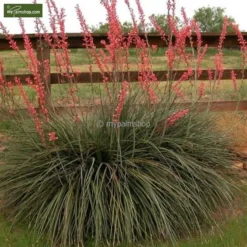Hesperaloe Parviflora - Totale Hoogte 50-70 Cm - Pot Ø 26 Cm -Goedkope Hof Rustig Winkel 1992232983