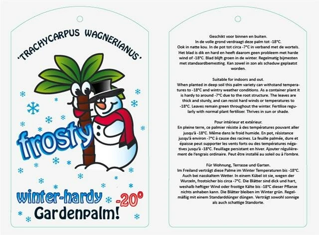 Trachycarpus Wagnerianus Frosty - Stam 30-40 Cm - Totale Hoogte 120-140 Cm - Pot Ø 32 Cm 2 Trachycarpus Wagnerianus Frosty - Stam 30-40 Cm - Totale Hoogte 120-140 Cm - Pot Ø 32 Cm - Afbeelding 2