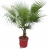 Washingtonia Robusta - Stam 20-30 Cm - Totale Hoogte 150-180 Cm - Pot Ø 32 Cm [pallet]