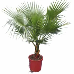Washingtonia Robusta - Stam 20-30 Cm - Totale Hoogte 150-180 Cm - Pot Ø 32 Cm [pallet]
