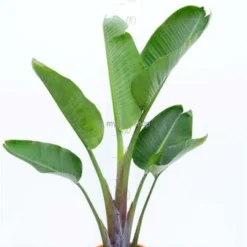 Strelitzia Nicolai - Totale Hoogte 160-180 Cm - Pot Ø 36 Cm - 2 Planten Per Pot [pallet] -Goedkope Hof Rustig Winkel 1992624450