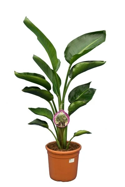 Strelitzia Nicolai - Totale Hoogte 80-100 Cm - Pot Ø 24 Cm - 2 Planten Per Pot 1 Strelitzia Nicolai - Totale Hoogte 80-100 Cm - Pot Ø 24 Cm - 2 Planten Per Pot