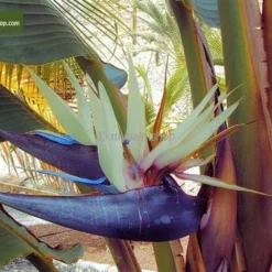 Strelitzia Nicolai - Totale Hoogte 80-100 Cm - Pot Ø 24 Cm - 2 Planten Per Pot 5 Strelitzia Nicolai - Totale Hoogte 80-100 Cm - Pot Ø 24 Cm - 2 Planten Per Pot -Goedkope Hof Rustig Winkel 1992657108