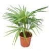 Trachycarpus Wagnerianus X Nanus - Totale Hoogte 50-70 Cm - Pot Ø 23 Cm