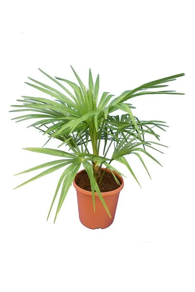 Trachycarpus Wagnerianus X Nanus - Totale Hoogte 50-70 Cm - Pot Ø 23 Cm 1 Trachycarpus Wagnerianus X Nanus - Totale Hoogte 50-70 Cm - Pot Ø 23 Cm