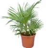 Trachycarpus Princeps X Wagnerianus - Totale Hoogte 80-100 Cm - Pot Ø 23 Cm