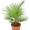 Trachycarpus Wagnerianus X Princeps - Totale Hoogte 60-90 Cm - Pot Ø 23 Cm