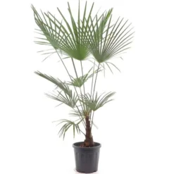 Trachycarpus Wagnerianus X Princeps - Pot Ø 32 Cm