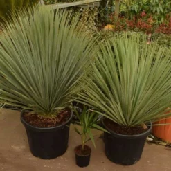 Yucca Rostrata - Totale Hoogte 100-120 Cm - Pot 35 Ltr [pallet] -Goedkope Hof Rustig Winkel 1994346162