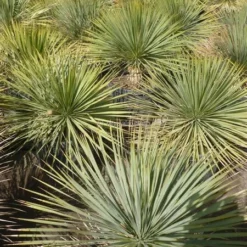 Yucca Rostrata - Totale Hoogte 100-120 Cm - Pot 35 Ltr [pallet] -Goedkope Hof Rustig Winkel 1994346168