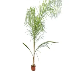 Goedkope Hof Rustig Winkel 30 Syagrus Romanzoffiana Sp. Santa Catarina - Totale Hoogte 150+ Cm - Pot Ø 24 Cm