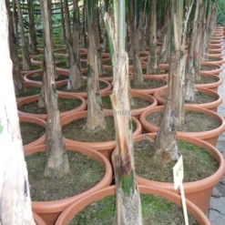 Goedkope Hof Rustig Winkel -Goedkope Hof Rustig Winkel 1994346423