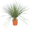 Nolina Nelsonii - Totale Hoogte 130-150 Cm - Pot Ø 36 Cm