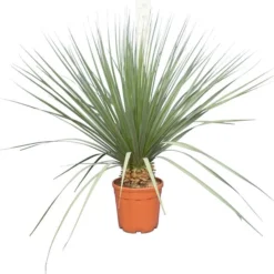 Nolina Nelsonii - Totale Hoogte 130-150 Cm - Pot Ø 36 Cm
