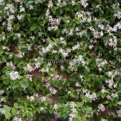 Goedkope Hof Rustig Winkel -Goedkope Hof Rustig Winkel 1994347518