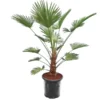 Trachycarpus Wagnerianus Frosty - Stam 50-60 Cm - Totale Hoogte 170-190 Cm - Pot Ø 32 Cm [pallet]