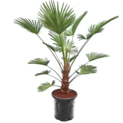 Trachycarpus Wagnerianus Frosty - Stam 50-60 Cm - Totale Hoogte 170-190 Cm - Pot Ø 32 Cm [pallet]