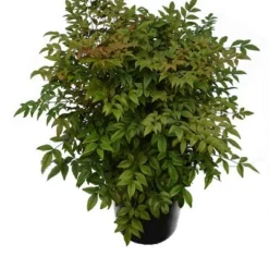 Nandina Domestica - Pot Ø 24 Cm -Goedkope Hof Rustig Winkel 1994349978