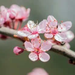 Prunus Dulcis - Pot Ø 26 Cm -Goedkope Hof Rustig Winkel 1994352204