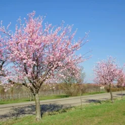 Prunus Dulcis - Pot Ø 26 Cm -Goedkope Hof Rustig Winkel 1994352210