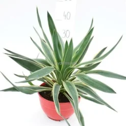Yucca Gloriosa Variegata - Totale Hoogte 60-70 Cm - Pot Ø 26 Cm -Goedkope Hof Rustig Winkel 1995836442